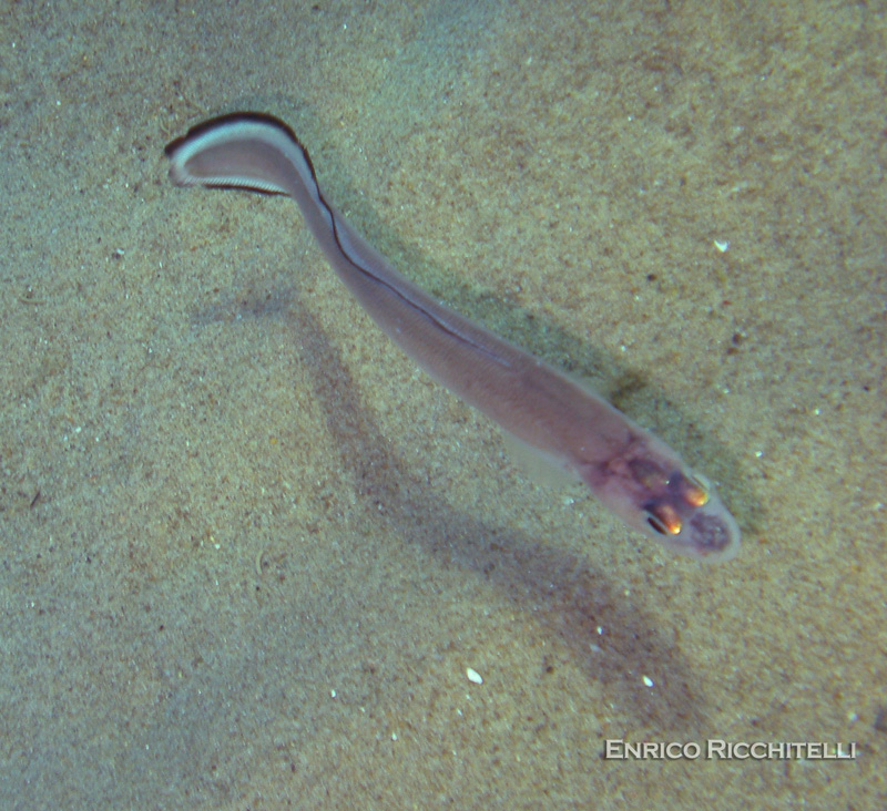 Ophidion barbatum (Linnaeus, 1758) / Galletto